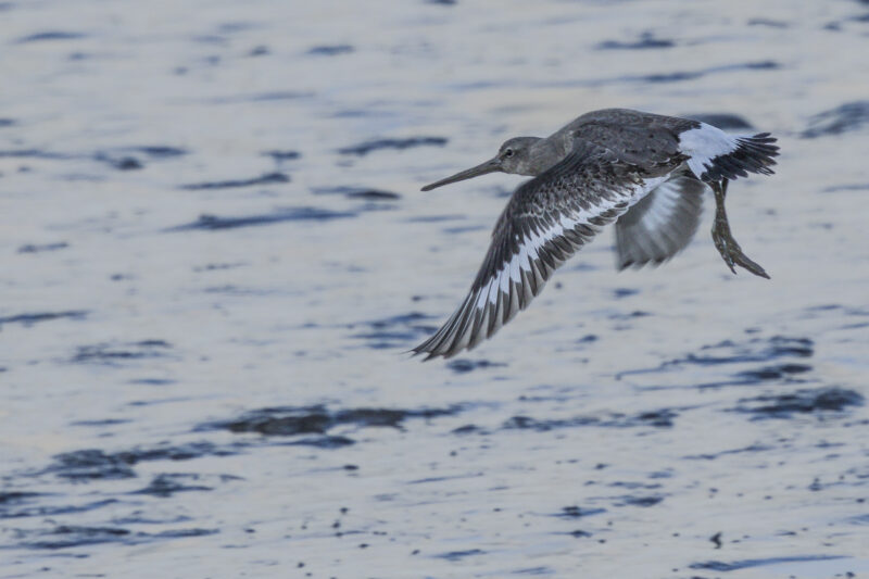Barge à queue noire